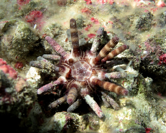  Eucidaris metularia (Ten-lined Urchin)